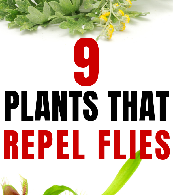 9 Plants That Repel Flies