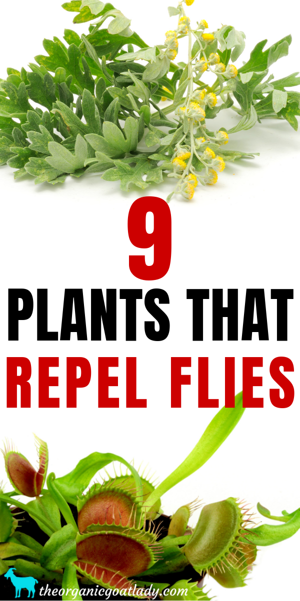 Plants that repel flies new arrivals