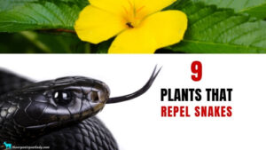 Plants That Repel Snakes