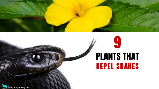 9 Plants That Repel Snakes