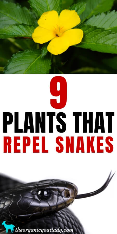 plants that deter snakes