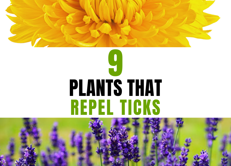 9 Plants That Repel Ticks