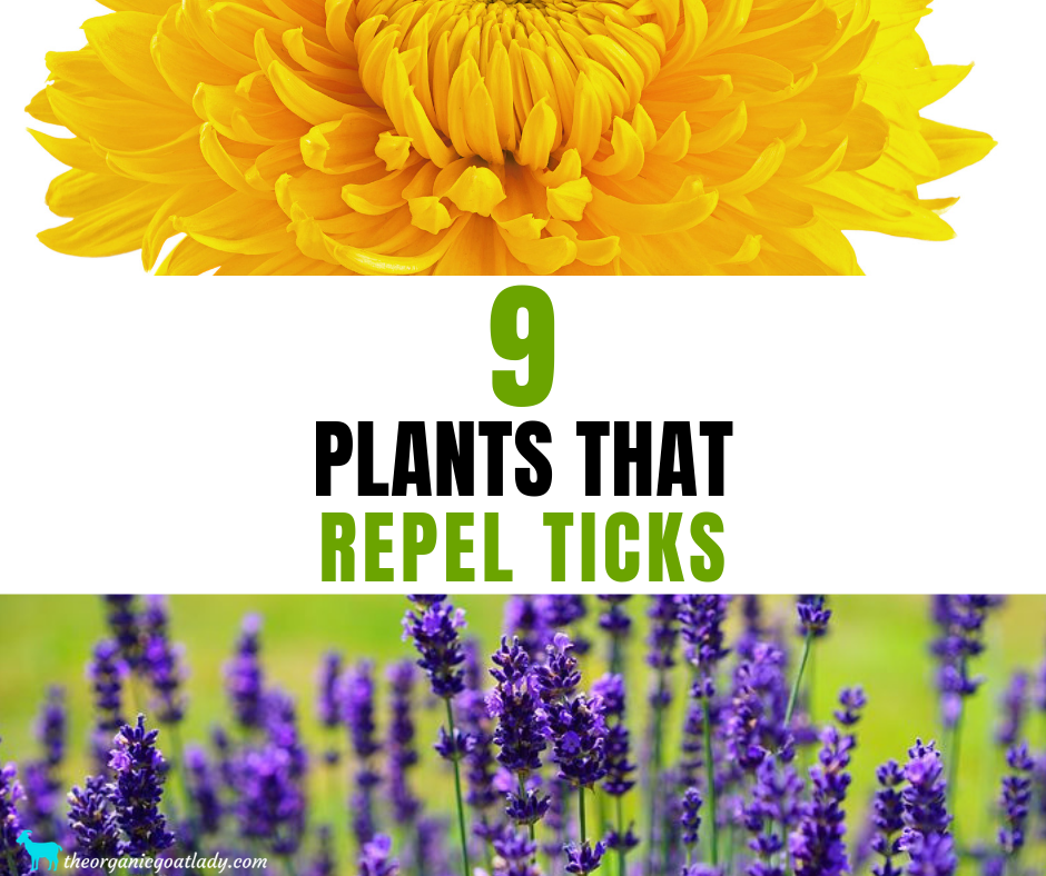 9 Plants That Repel Ticks - The Organic Goat Lady