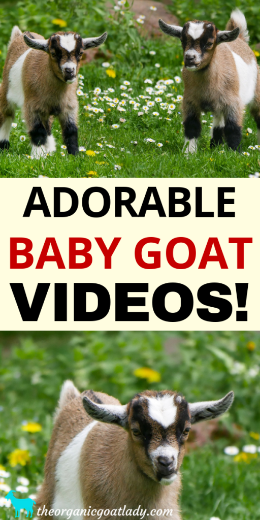 Baby Goat Videos! - The Organic Goat Lady