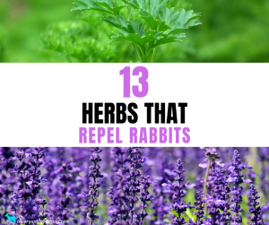 Herbs That Repel Rabbits