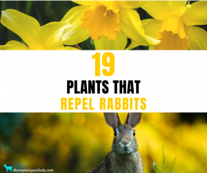 Plants That Repel Rabbits