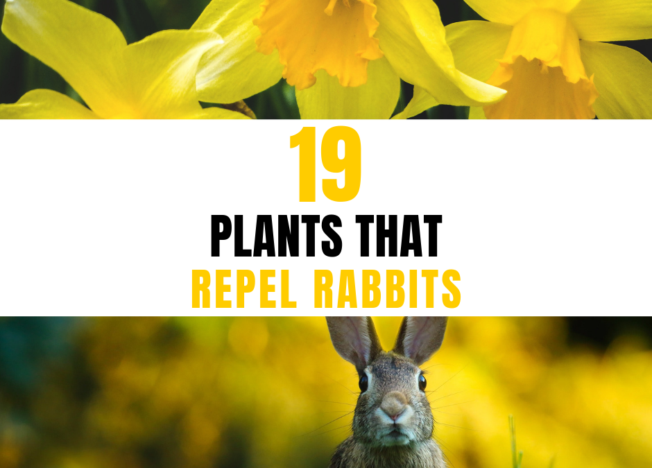19 Plants That Repel Rabbits