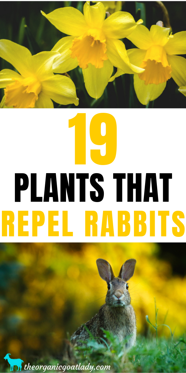 19-plants-that-repel-rabbits-the-organic-goat-lady