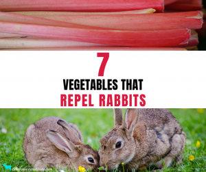 Vegetables That Repel Rabbits