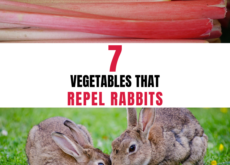 7 Vegetables That Repel Rabbits