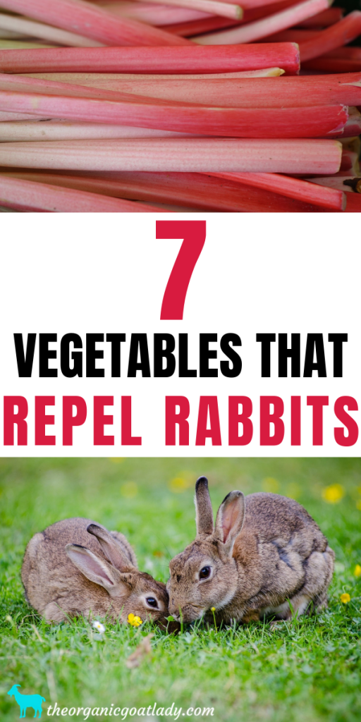 7 Vegetables That Repel Rabbits - The Organic Goat Lady