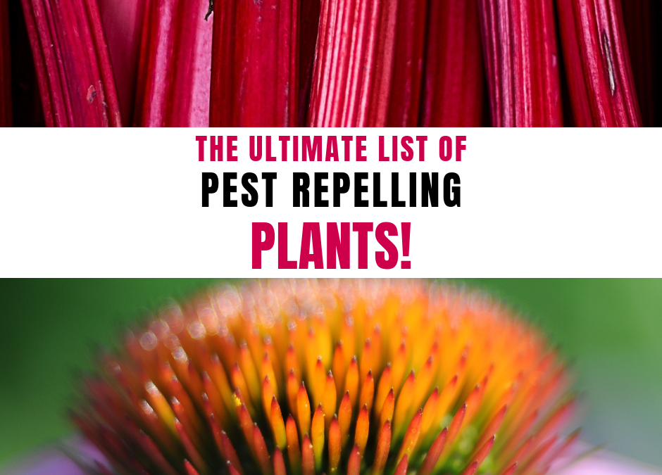 The Ultimate List of Pest Repelling Plants