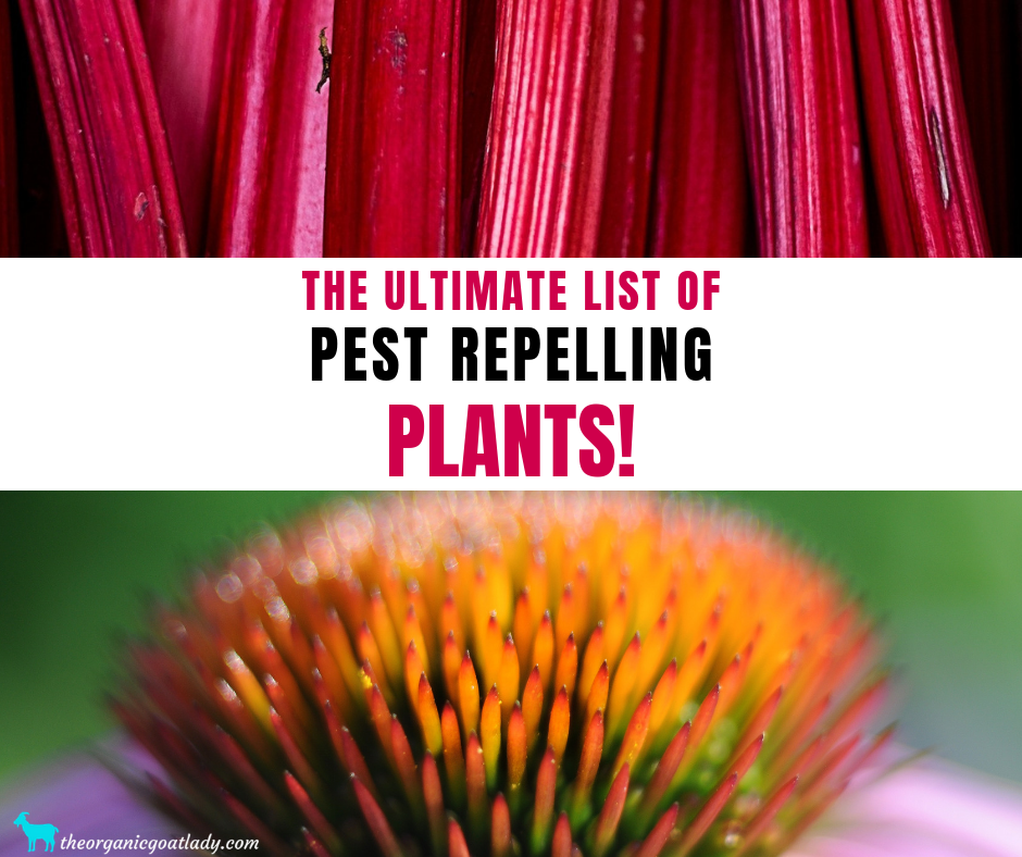 The Ultimate List Of Pest Repelling Plants The Organic Goat Lady