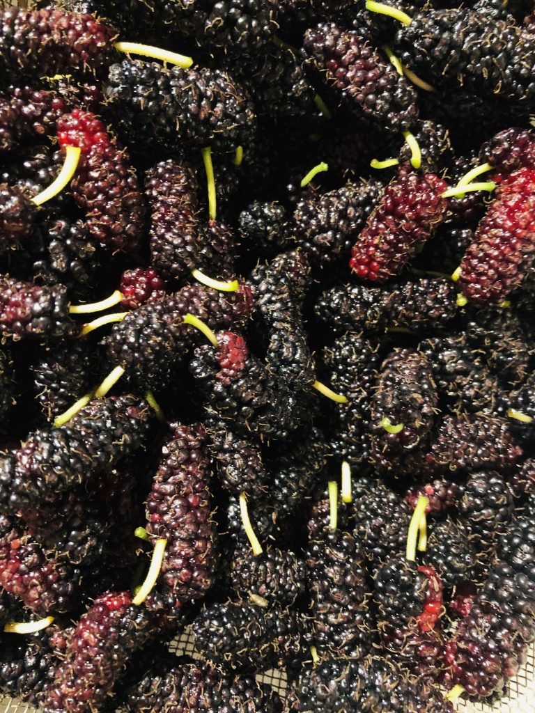 Mulberries