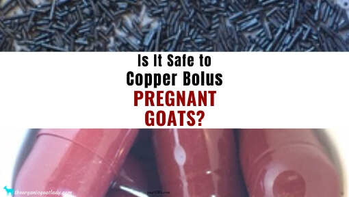Is Copper Bolus for Pregnant Goats Safe?