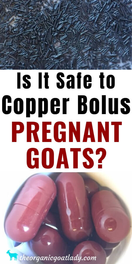 Copper Bolus for Pregnant Goats