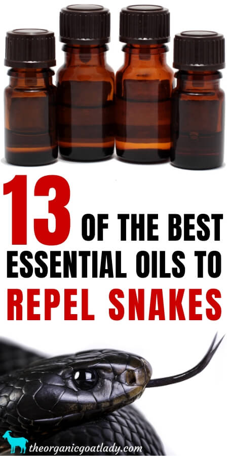 13-essential-oils-to-repel-snakes-the-organic-goat-lady