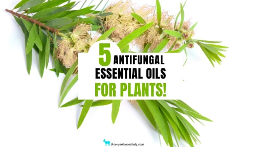 5 Antifungal Essential Oils for Plants