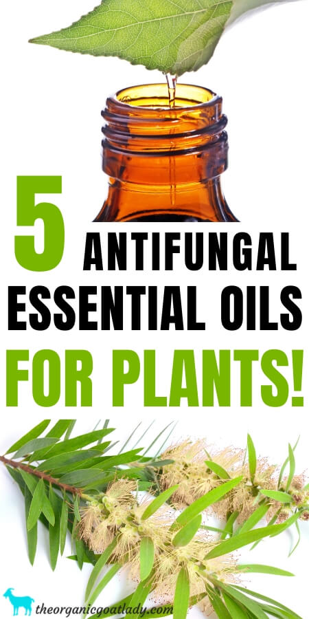 Antifungal shop essential oils