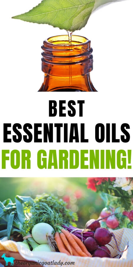 Best Essential Oils For Gardening The Organic Goat Lady