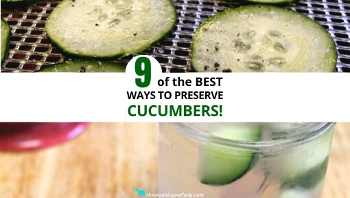 9 Ways to Preserve Cucumbers