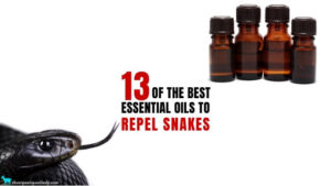 Essential Oils to Repel Snakes