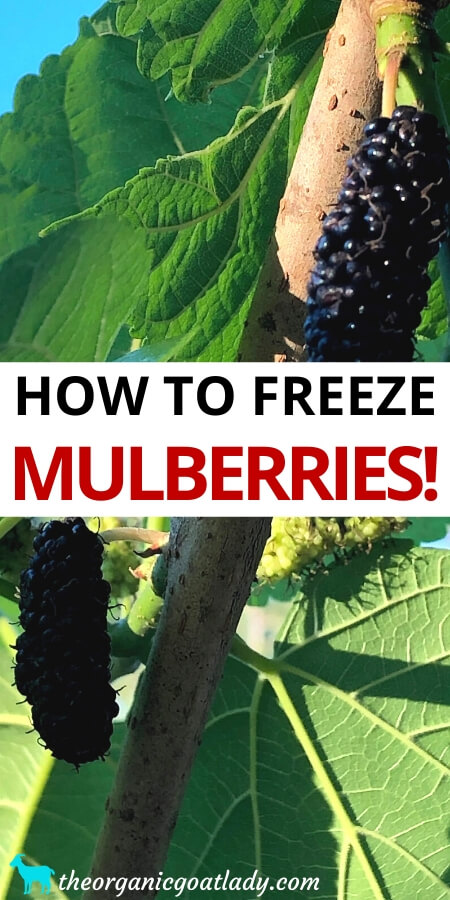 How to Freeze Mulberries