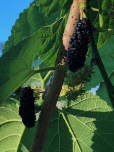 How to Freeze Mulberries