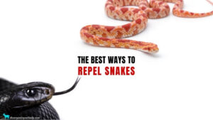 How to Keep Snakes Away