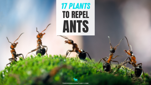 17 of the Best Plants to Repel Ants