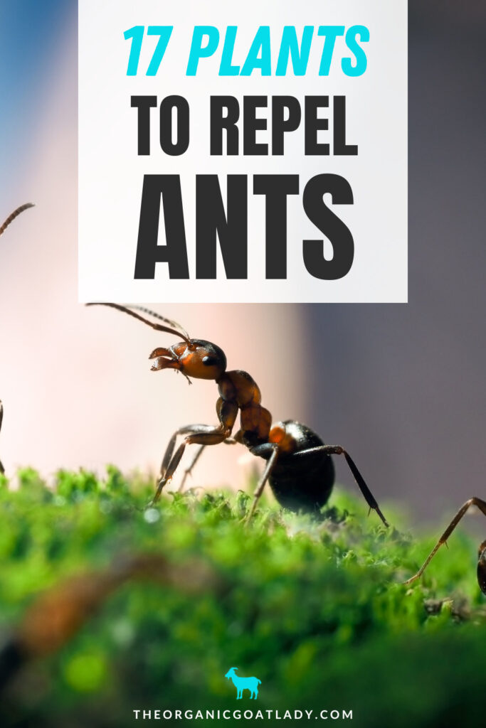 Best Plants to Repel Ants