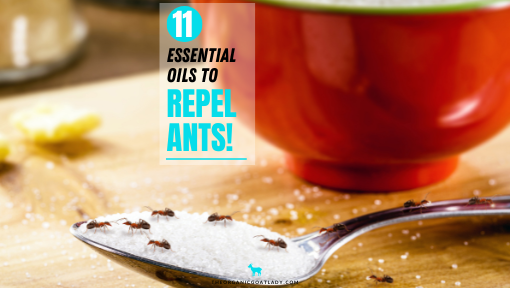 11 Essential Oils to Repel Ants