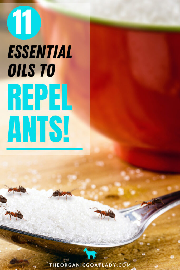 Essential Oils to Repel Ants