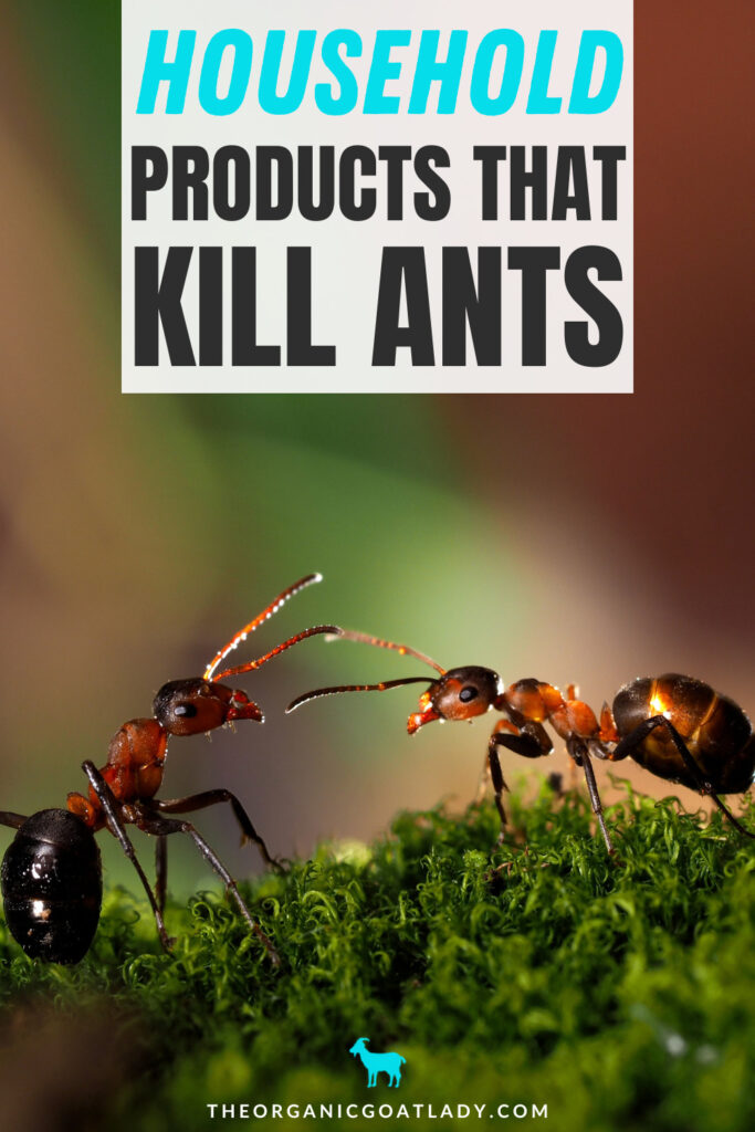 Household Products That Kill Ants