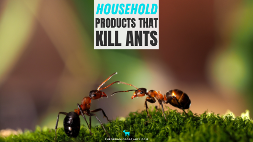 9 Household Products That Kill Ants
