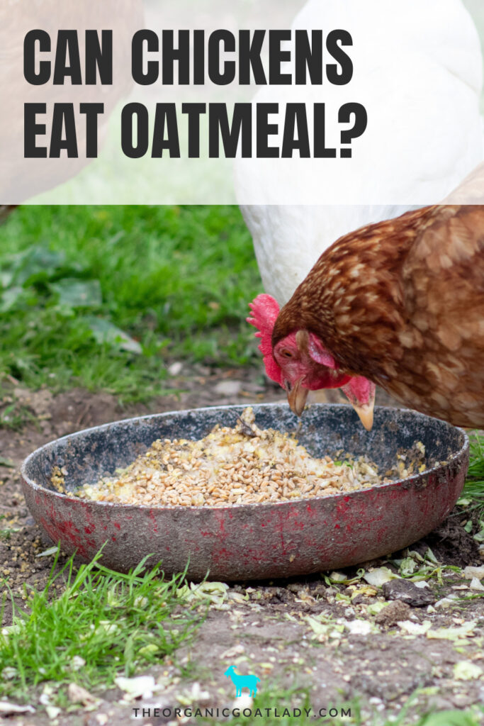 Can Chickens Eat Oatmeal