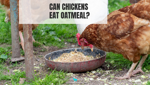 Can Chickens Eat Oatmeal?