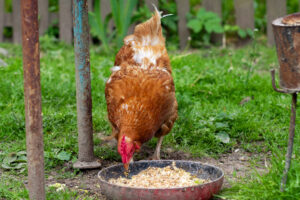 Can Chickens Eat Oatmeal?