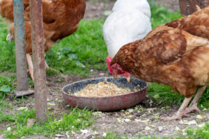 Can Chickens Eat Oatmeal?