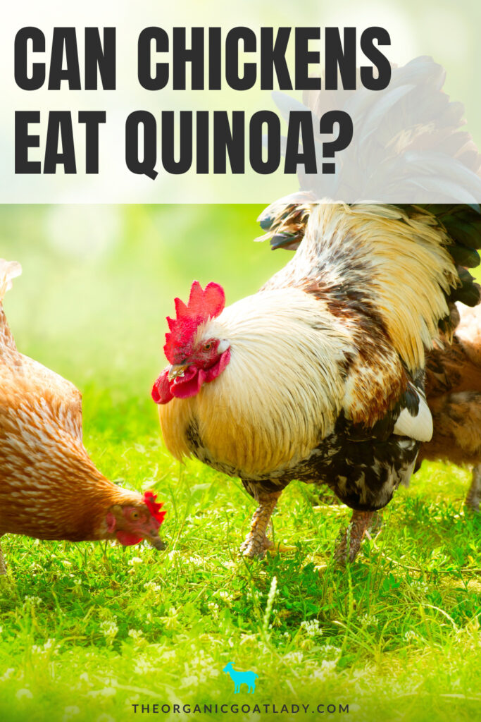 Can Chickens Eat Quinoa