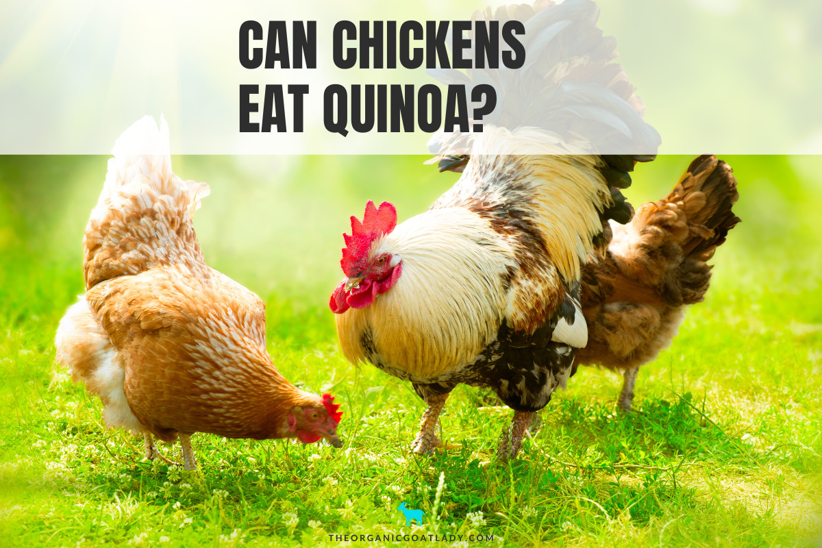 Can Chickens Eat Quinoa? The Organic Goat Lady