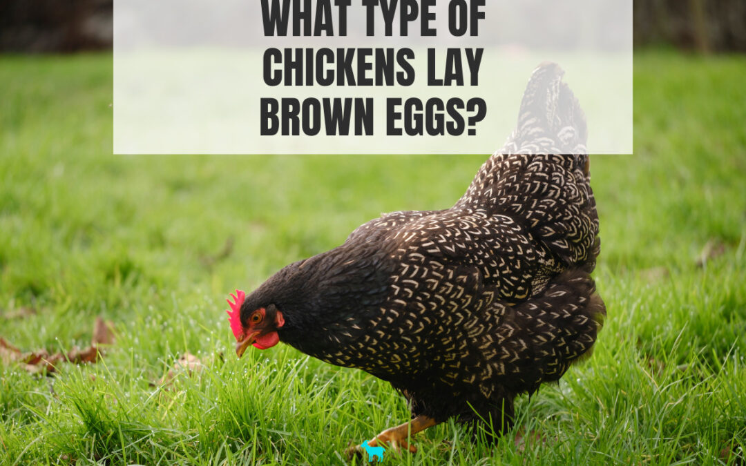 What Type of Chickens Lay Brown Eggs?