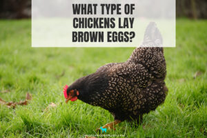What Type of Chickens Lay Brown Eggs