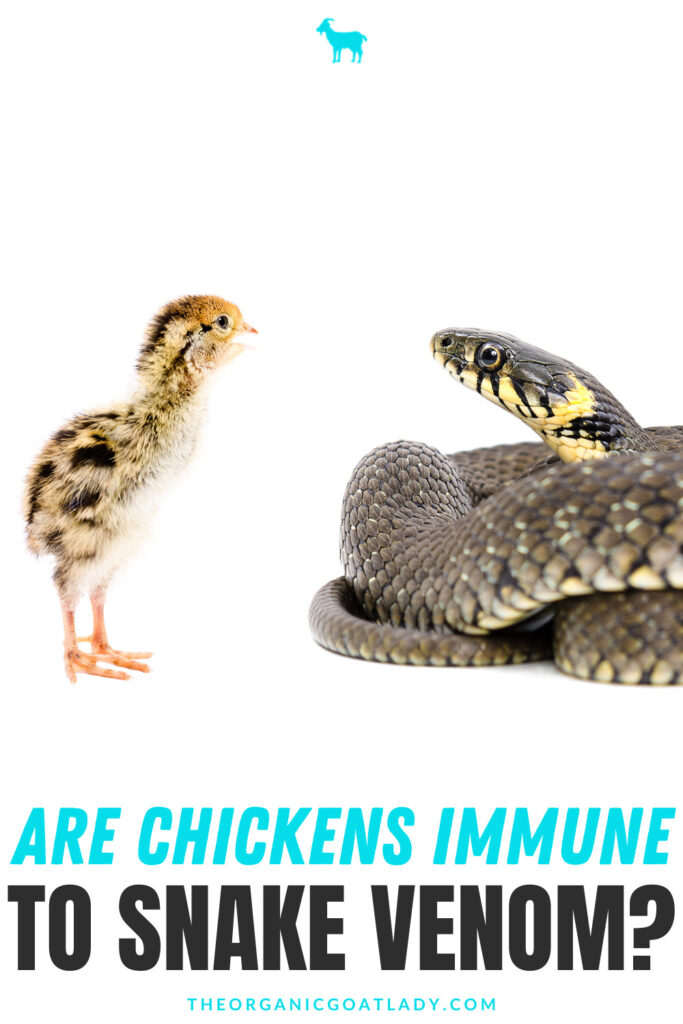 Are Chickens Immune to Snake Venom