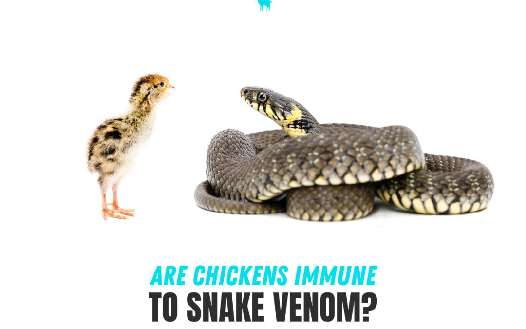 Are Chickens Immune to Snake Venom?