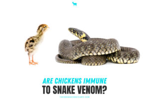 Are Chickens Immune to Snake Venom