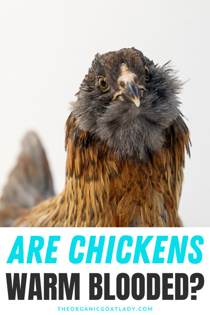 Are Chickens Warm Blooded