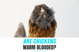 Are Chickens Warm Blooded