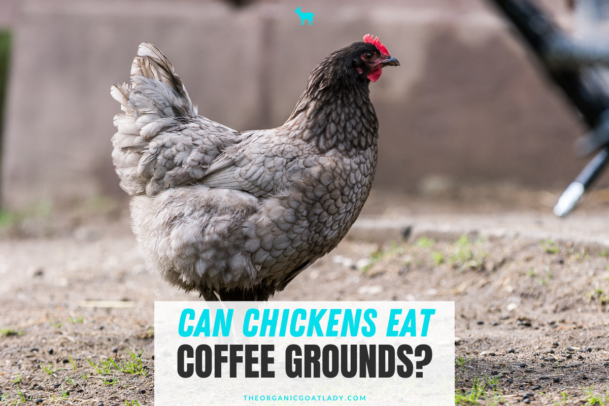 Can Chickens Eat Coffee Grounds? - The Organic Goat Lady