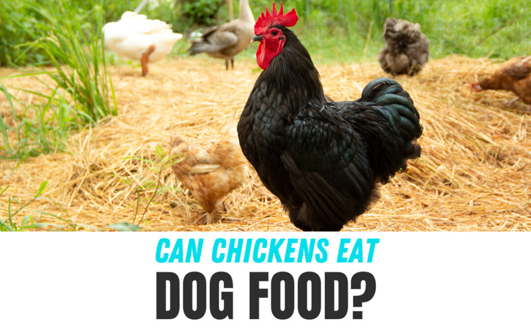 Can Chickens Eat Dog Food?